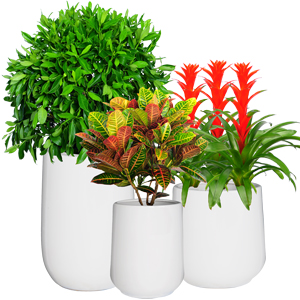 非洲茉莉球+3棵组合凤梨+变叶木/变色木 3盆组合 组合大植物