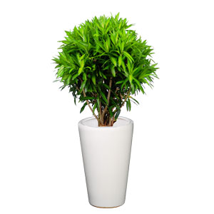 百合竹 大型植物
