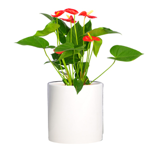 单棵小红掌 桌面开花类植物
