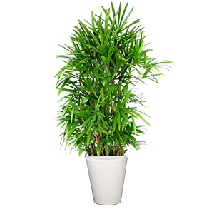 棕竹 棕榈竹 特大型植物